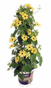 Afbeelding van KP19 Thunbergia  piramide Yellow